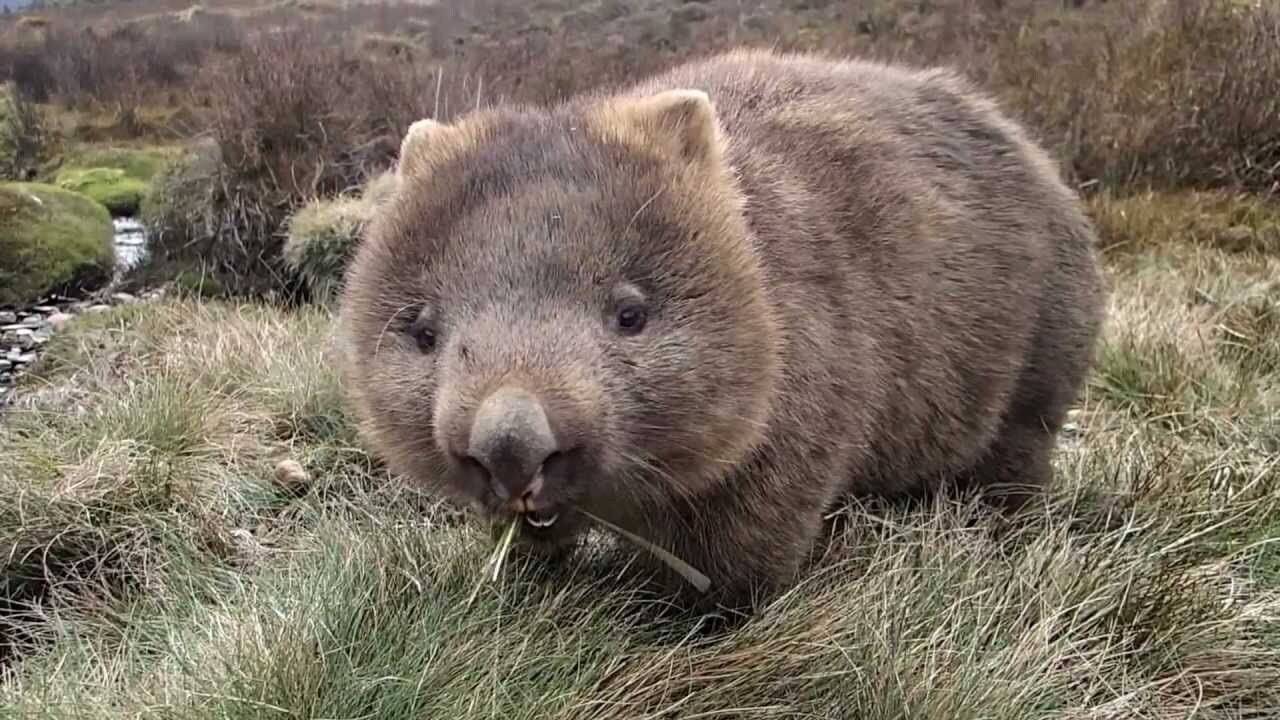 wombats
