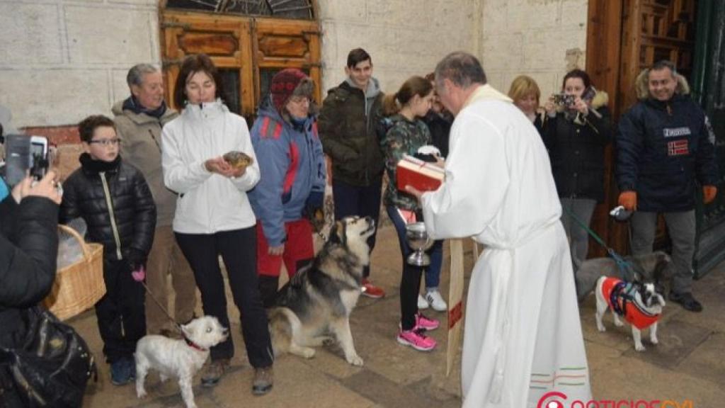 cigales bendicion san anton 1
