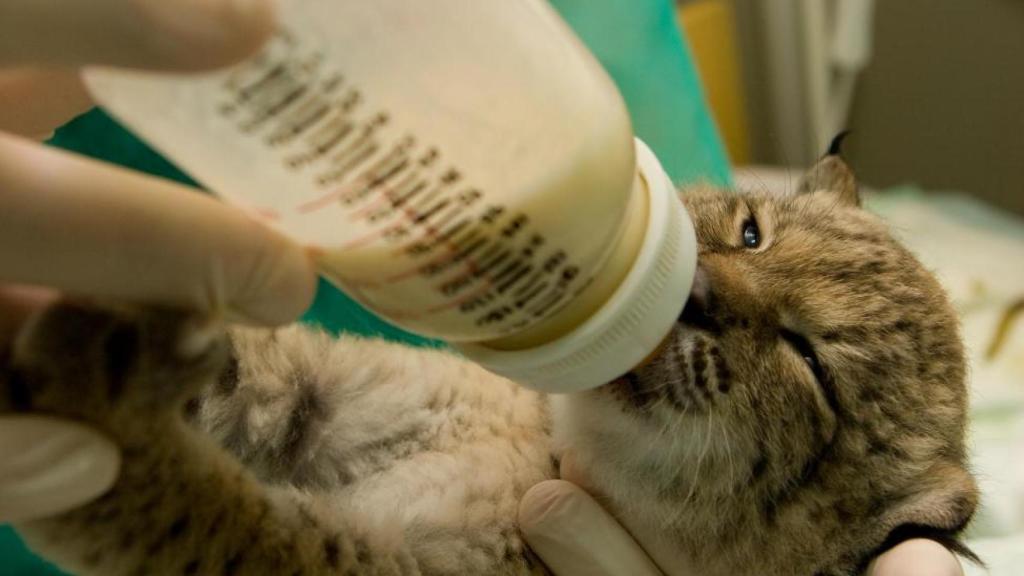 Un cachorro de lince ibérico nacido en el programa de conservación ex situ en 2008 se alimenta con un biberón.