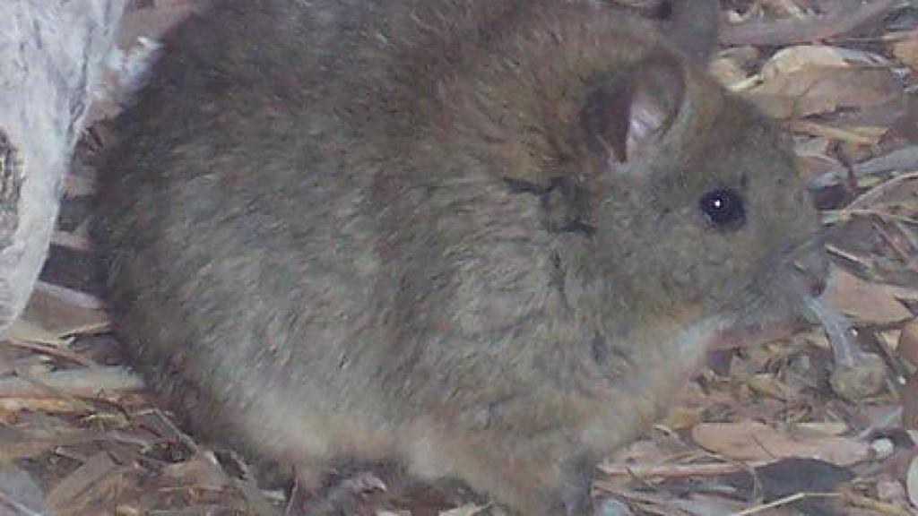 Rata arquitecto en el parque Alice Spring del Territorio del Norte