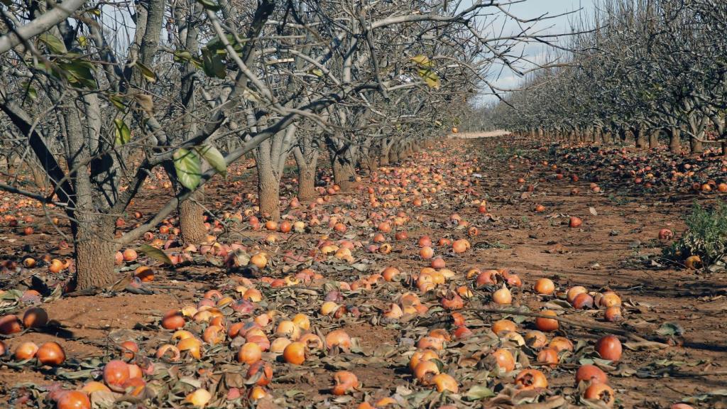 El temporal ha perjudicado la campaña agrícola en la Comunidad Valenciana: en la imagen, caquis por los suelos.