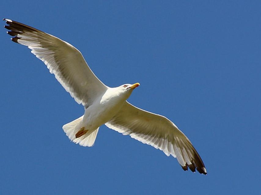 El vuelo de la gaviota.