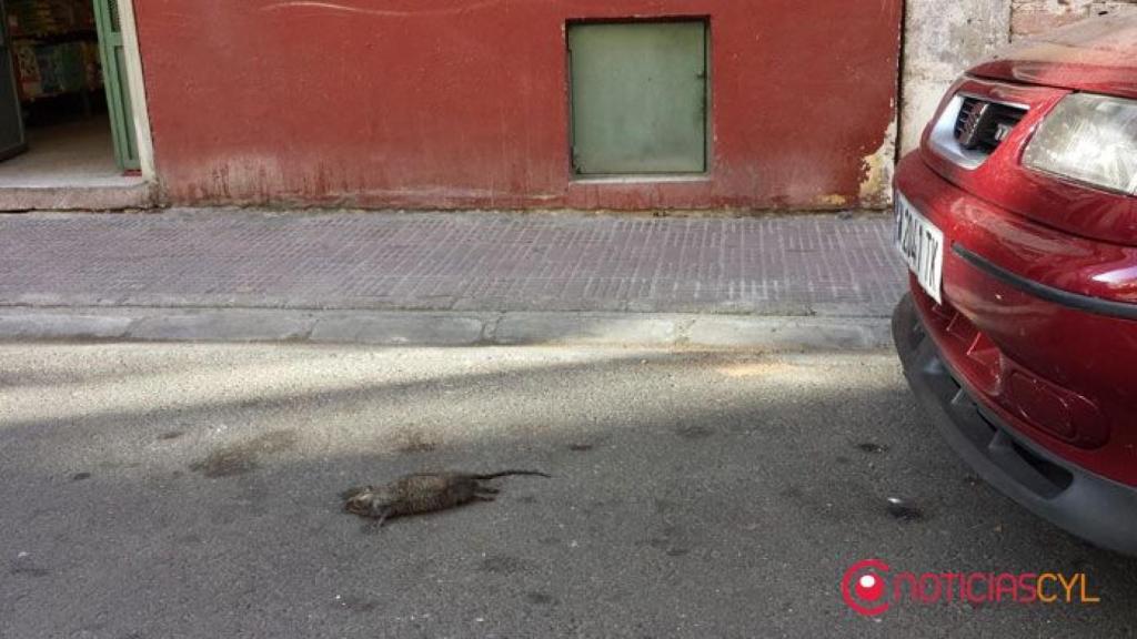 zamora upl ratas