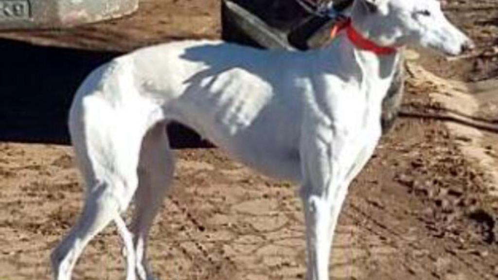 zamora galgos sobrina ganadora copa zamora