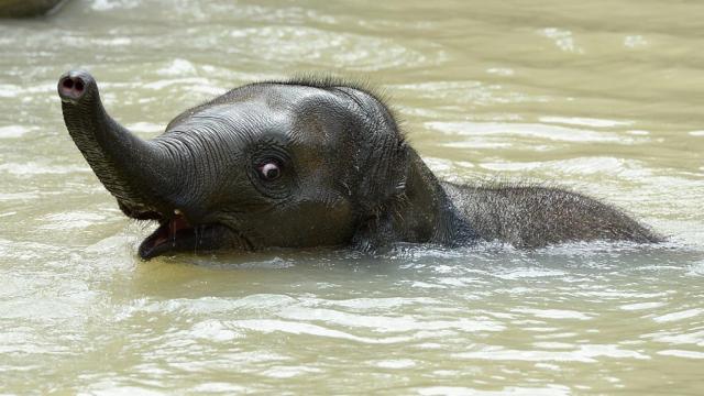 Un bebé elefante monísimo en el zoo de Melbourne, Australia.