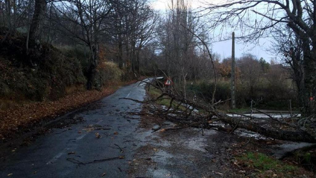 zamora arbol temporal