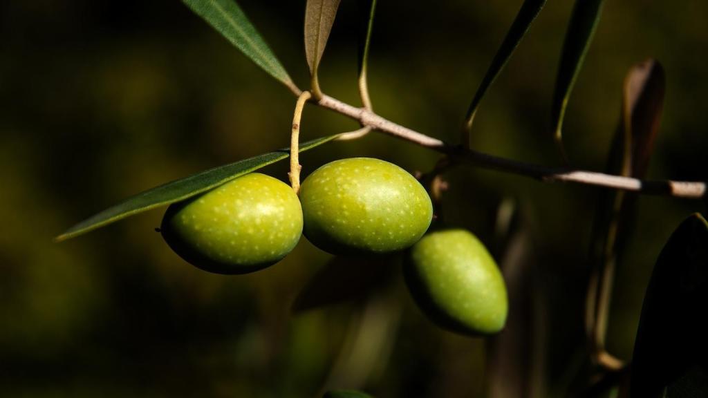 aceitunas