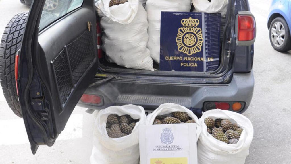 pinas-robadas-medina-del-campo