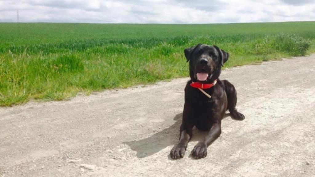 perro-violencia-machista-sa