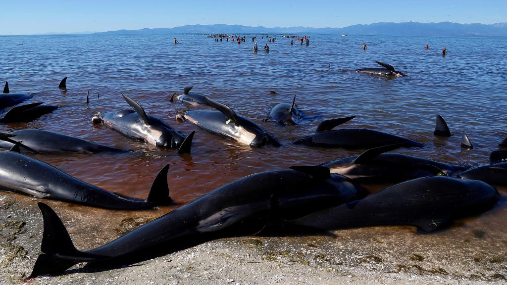 Cuerpos de ballenas encalladas en Golden Bay.
