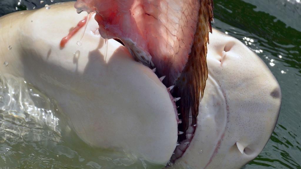 Un tiburón, a lo suyo.