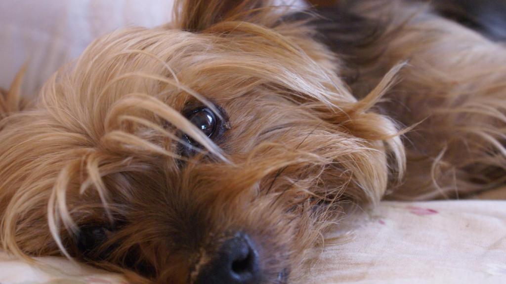 Yorkshire, el perro más común en España de largo.