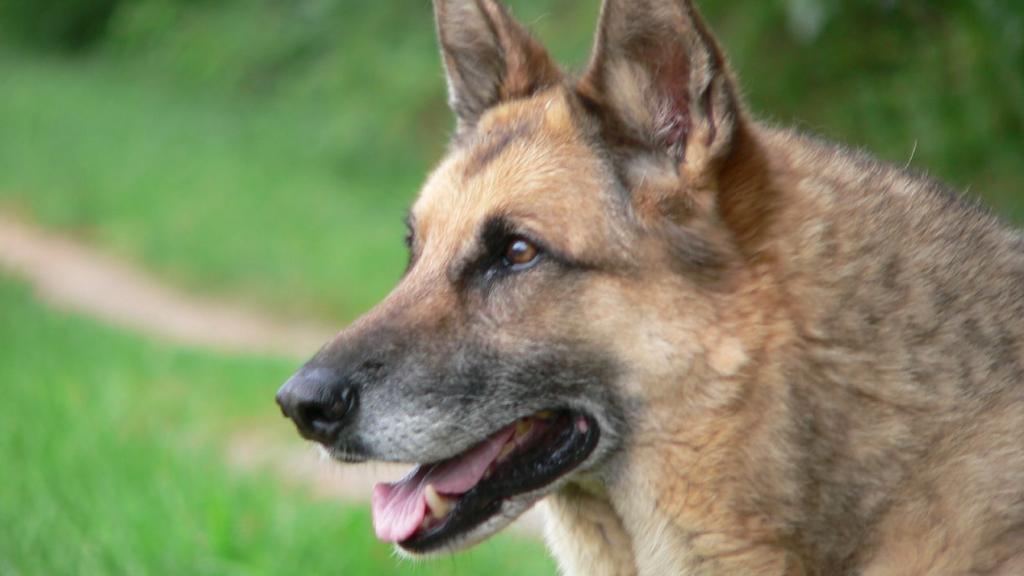 Atento y leal, las características del pastor alemán.