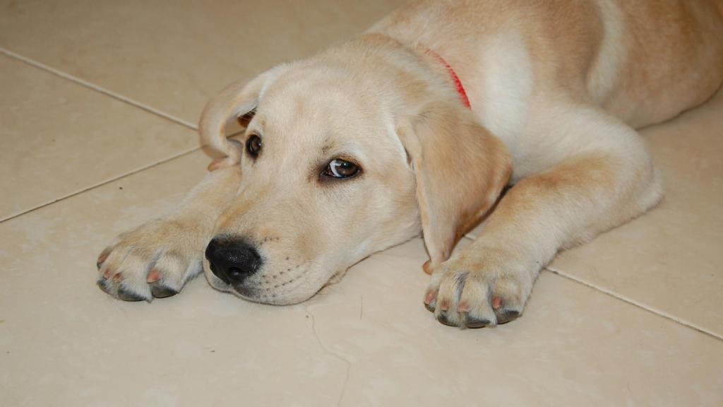 El labrador, adorable de pequeño y leal de mayor.