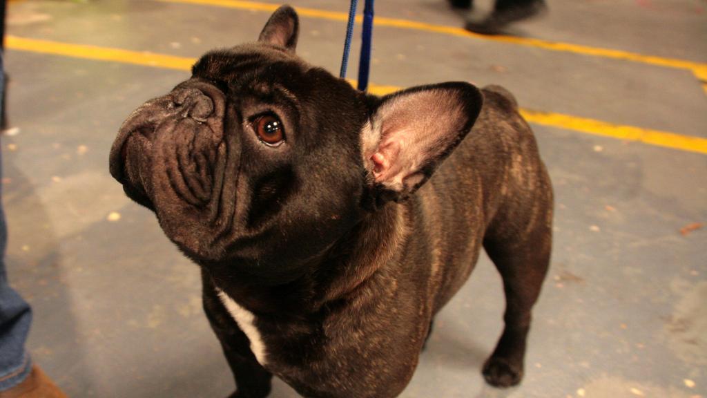 El bulldog francés, uno de los perros favoritos de los españoles.