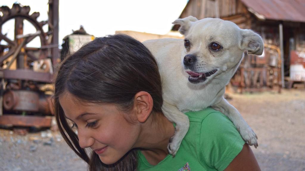 El chihuaua, otro clásico de las grandes ciudades.