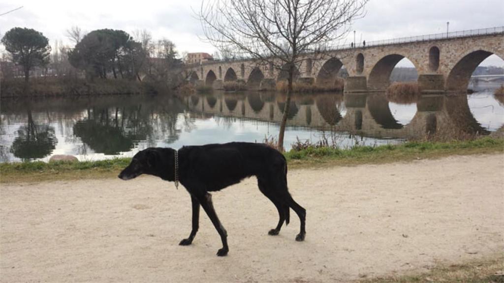 zamora caninos perros upl