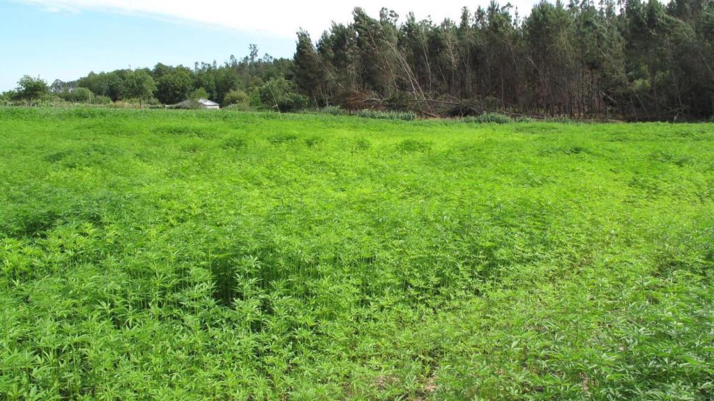 Una plantación de cultivo en Portugal de cáñamo industria.