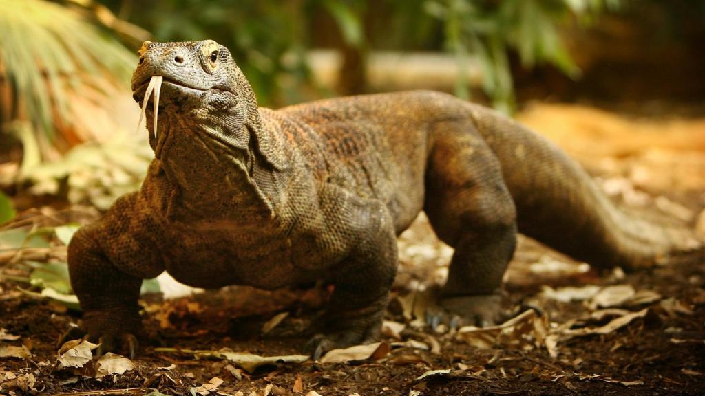 Un ejemplar de dragón de Komodo