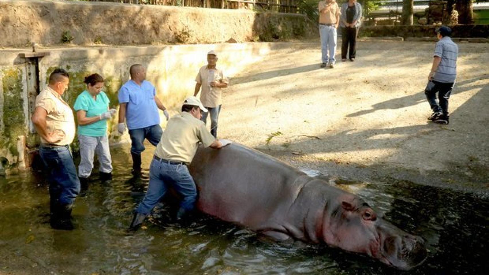 Imagen del hipopótamo Gustavito.