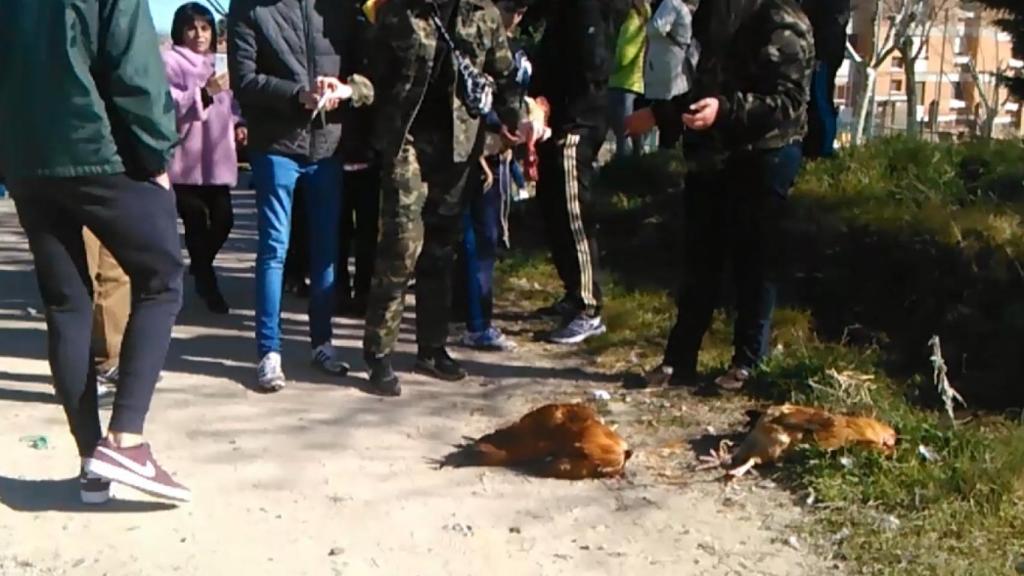 Así dejaron los animales al final del sacrificio.