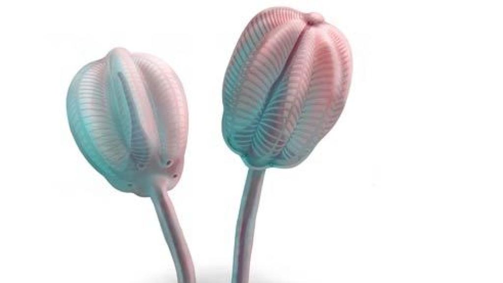 Reconstrucción del tulipán