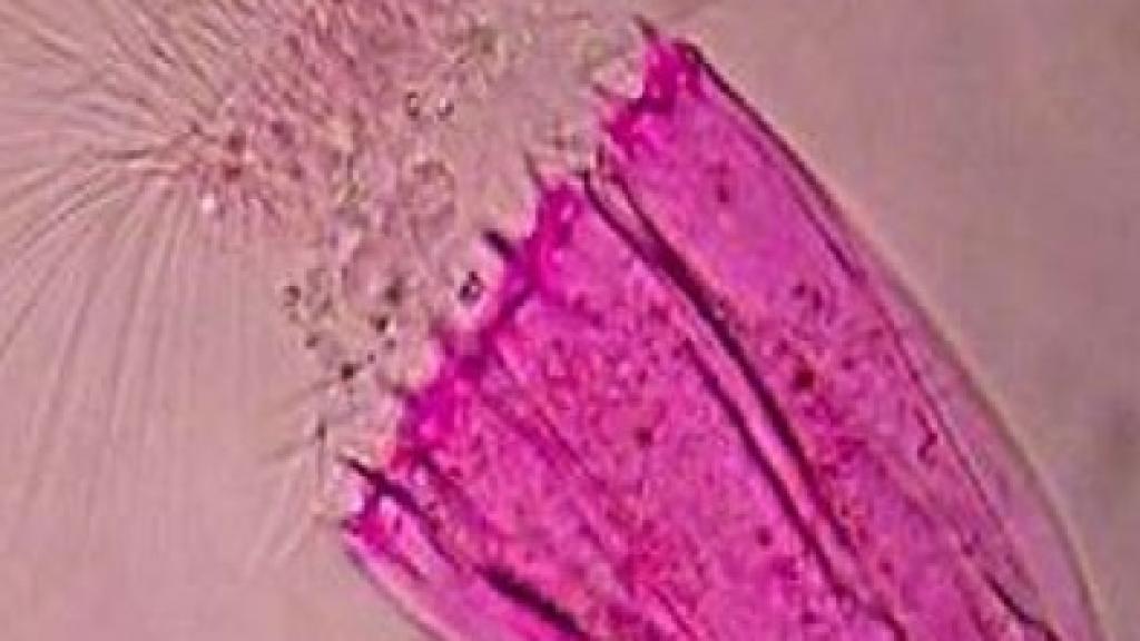 Pero, ¿esto qué es?