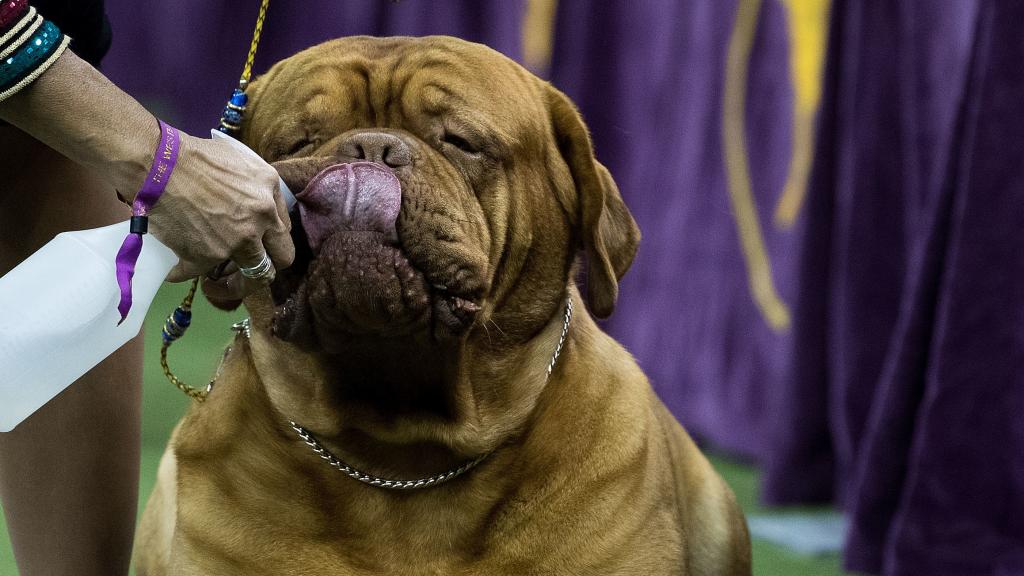Un dogo de Burdeos bebe agua tan ricamente.