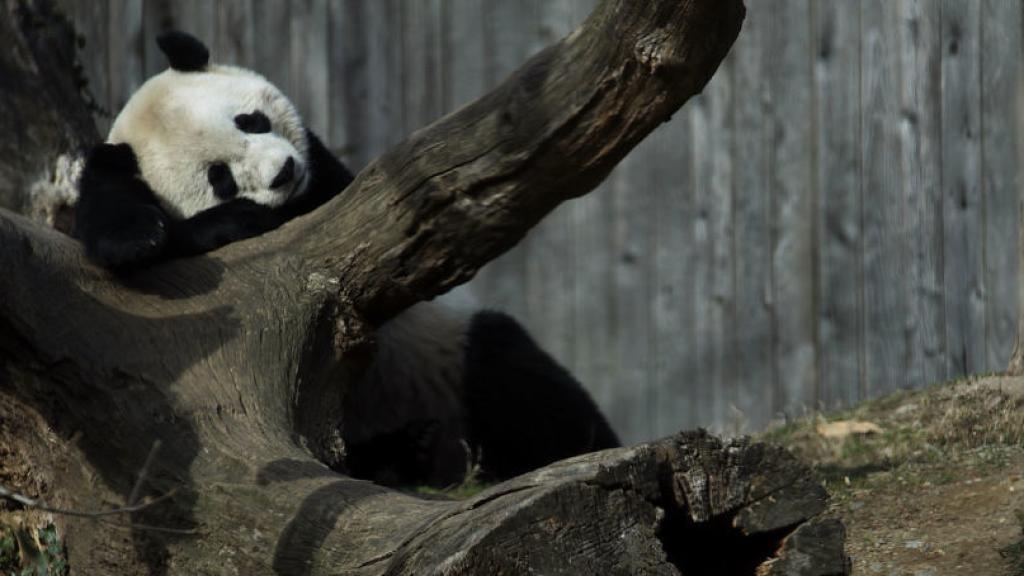 Un panda en el zoo de Washington.