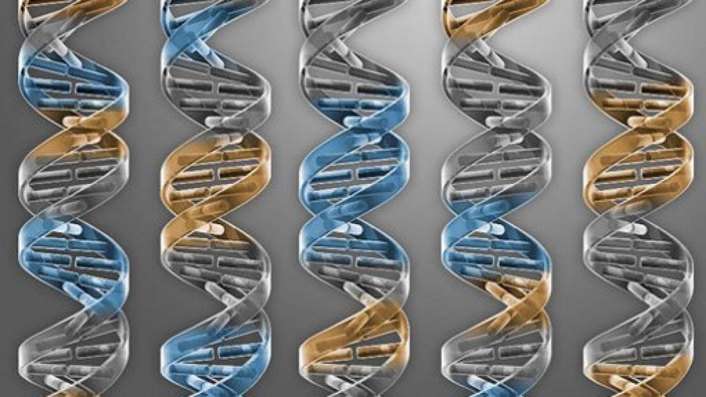 Image: Hacia el primer genoma artificial de la levadura