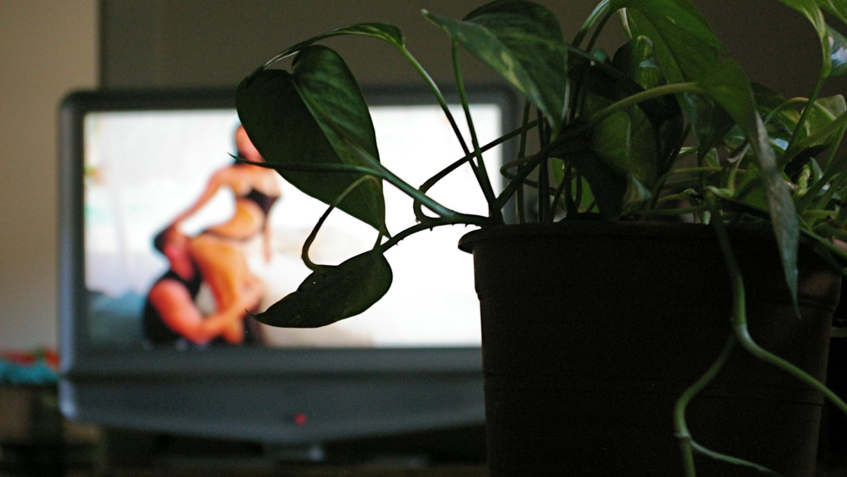 Belladona tras la planta.