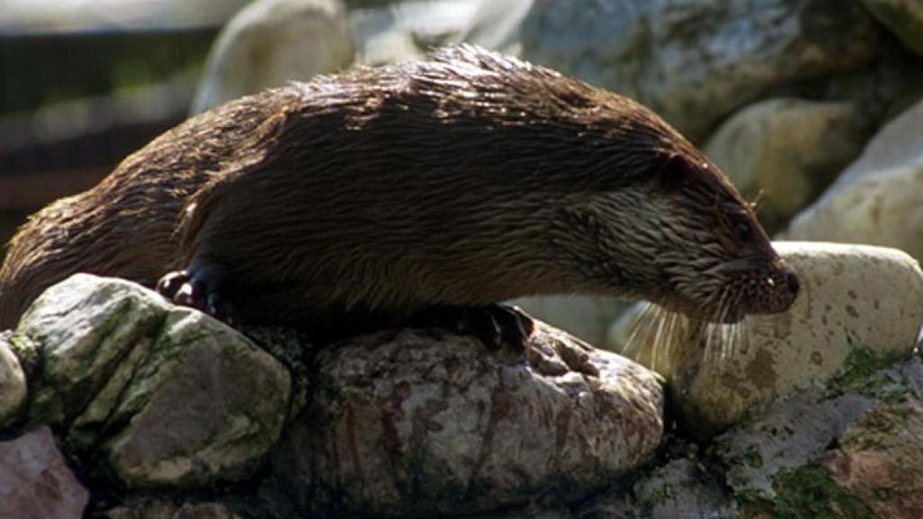 zamora nutria liberada