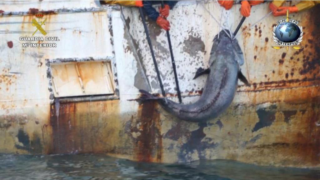 La merluza negra era el principal objetivo de los Vidal.