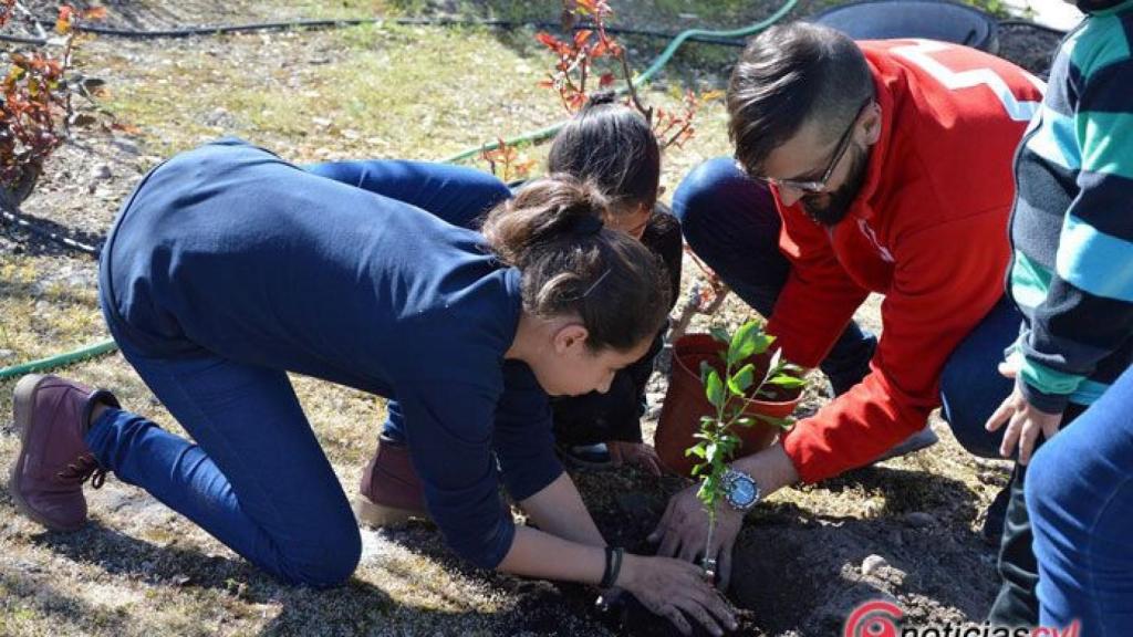 arboles-cruz-roja-tudela-de-duero-(2)