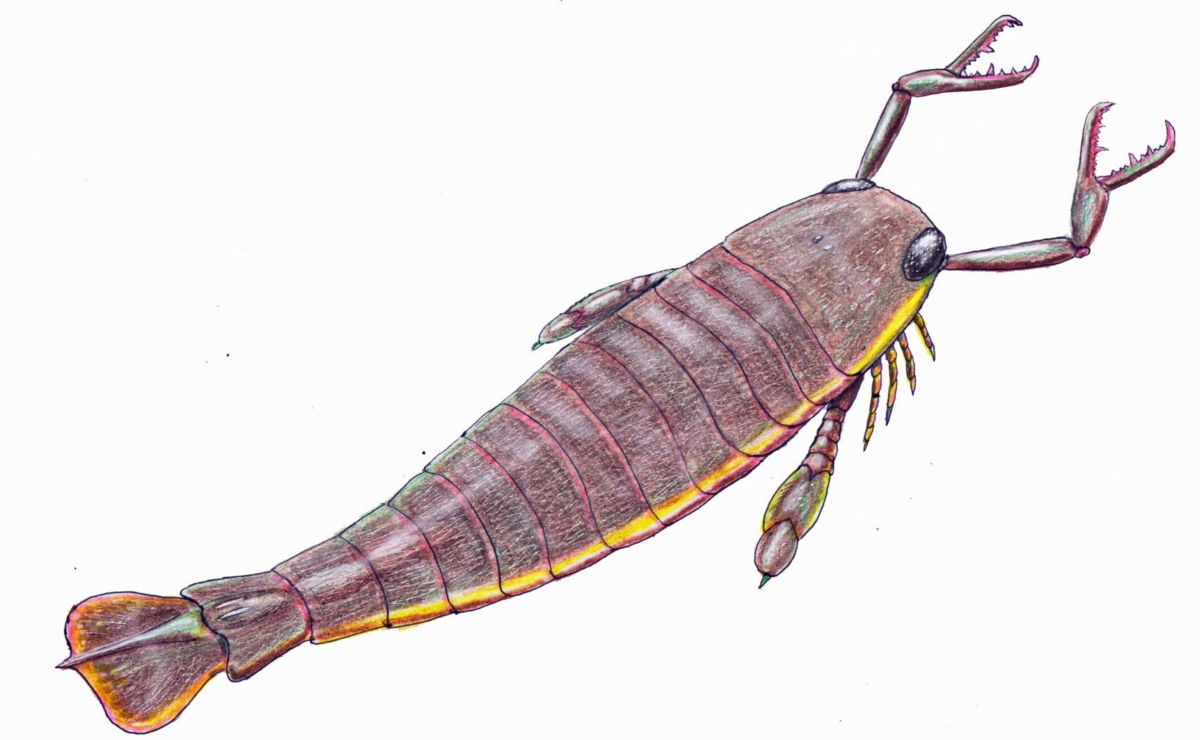 Reconstrucción de un Jaekelopterus.