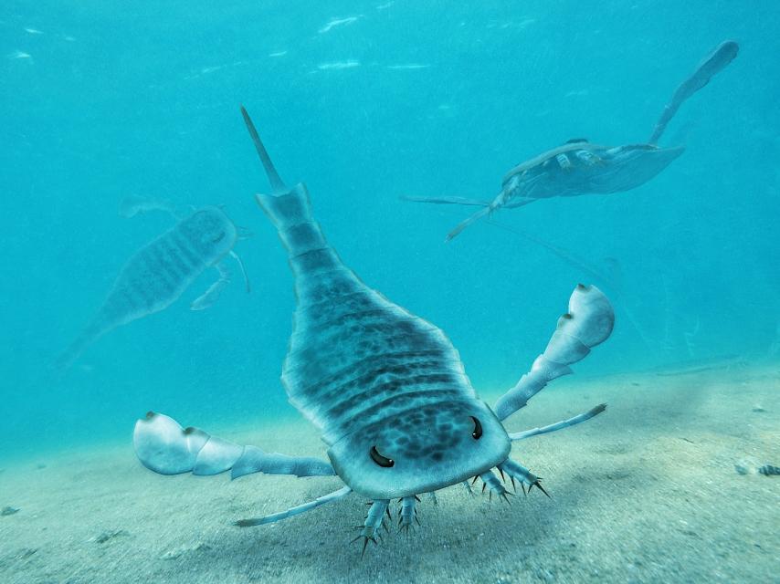 Un ejemplar de Eurypterus.