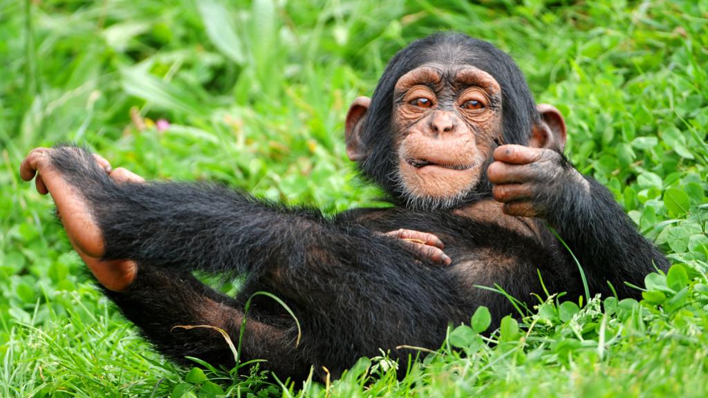 Quién te iba a decir, monito, lo que pasaría al morder esa raíz.