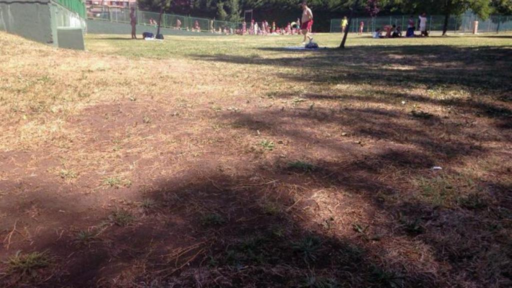 zamora sindical cesped 1