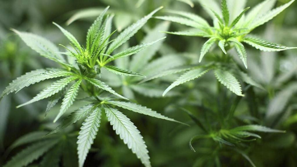 Trending-Topic-Marihuana-drogas-jovenes