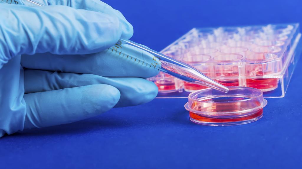 Científicos consiguen recrear un ciclo menstrual artificial en laboratorio