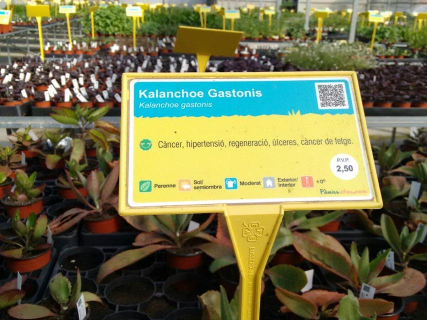 En los invernaderos de Pàmies, el kalanchoe se ofrece como cura para el cáncer.