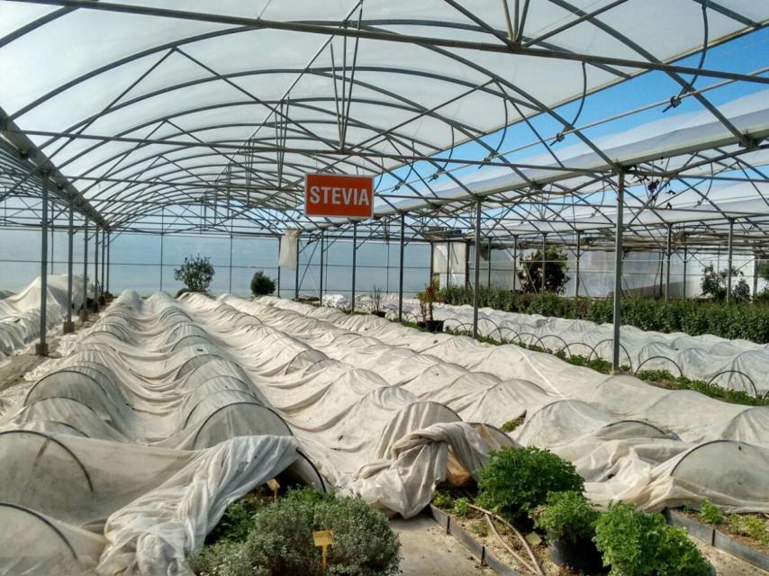 En sus terrenos, los cultivos de Pàmies son enormes. Aquí la plantación de stevia.