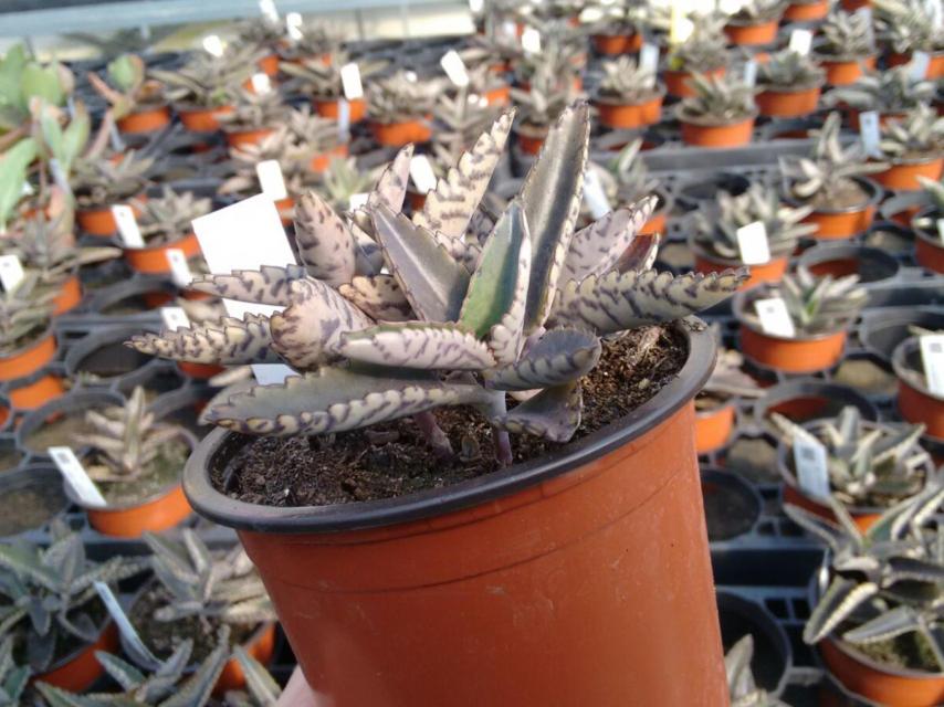 El kalanchoe procede de Madagascar. Su uso medicinal está prohibido. Solo puede venderse como producto ornamental.