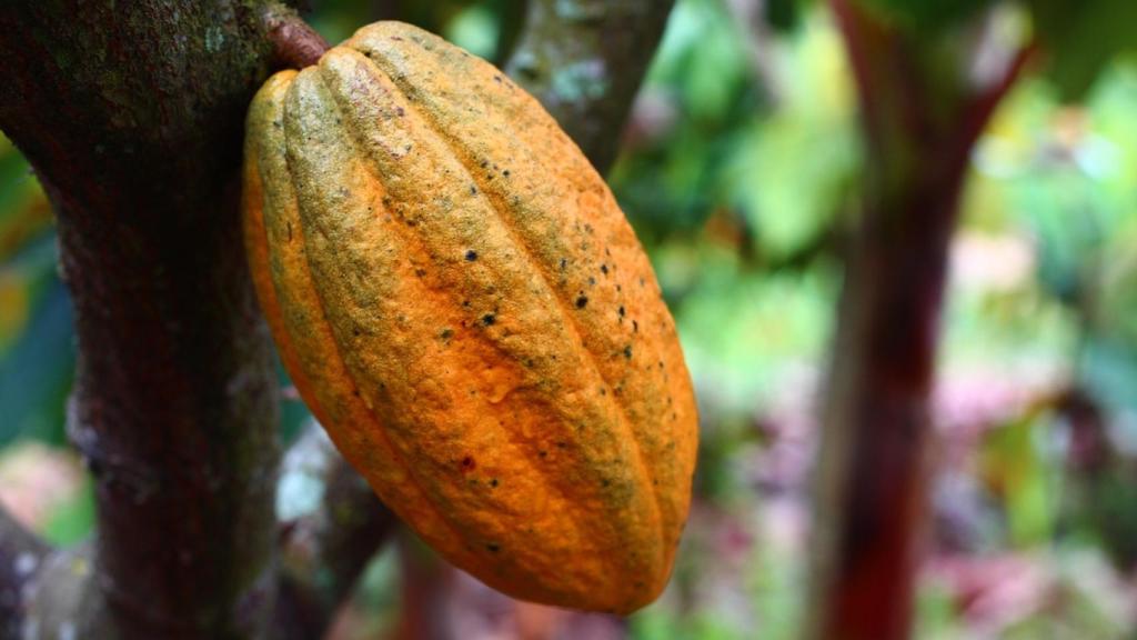 Árbol de cacao