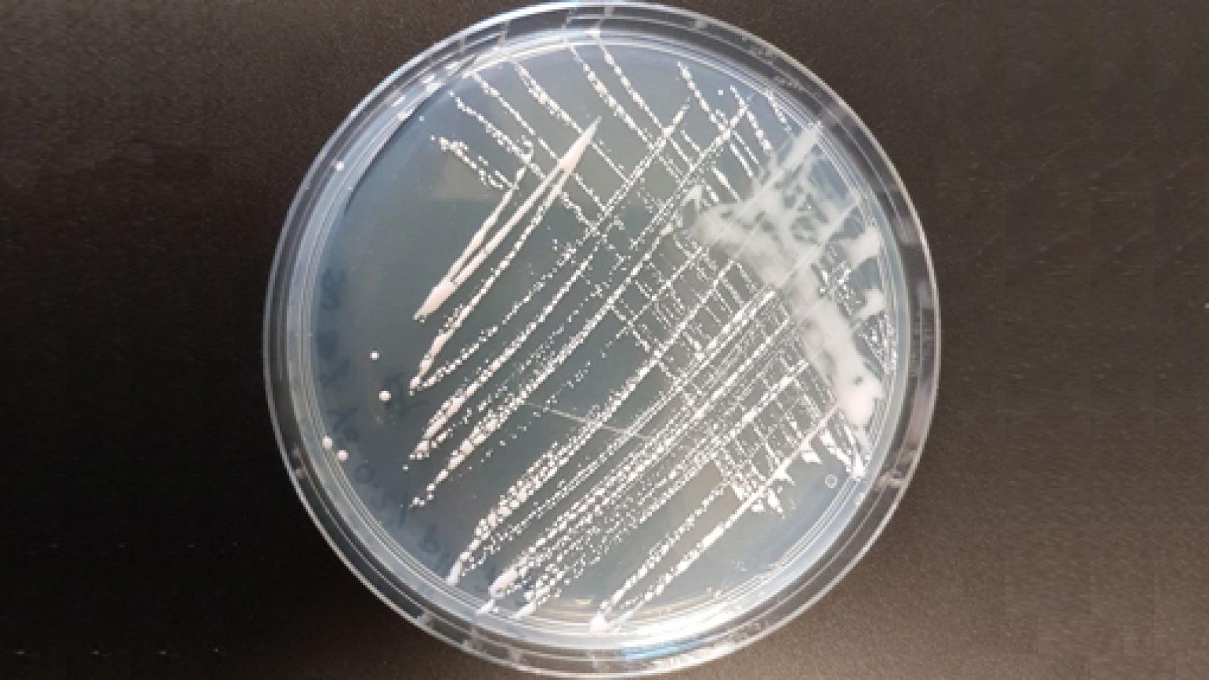 Image: CRISPR, una historia científica intrincada