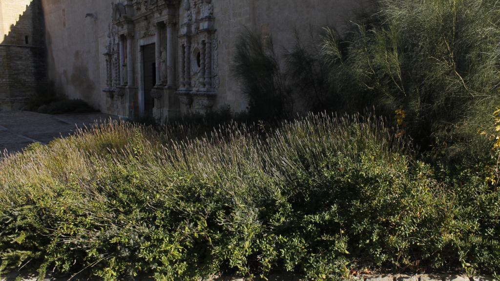Plantas autóctonas a las afueras del monasterio.