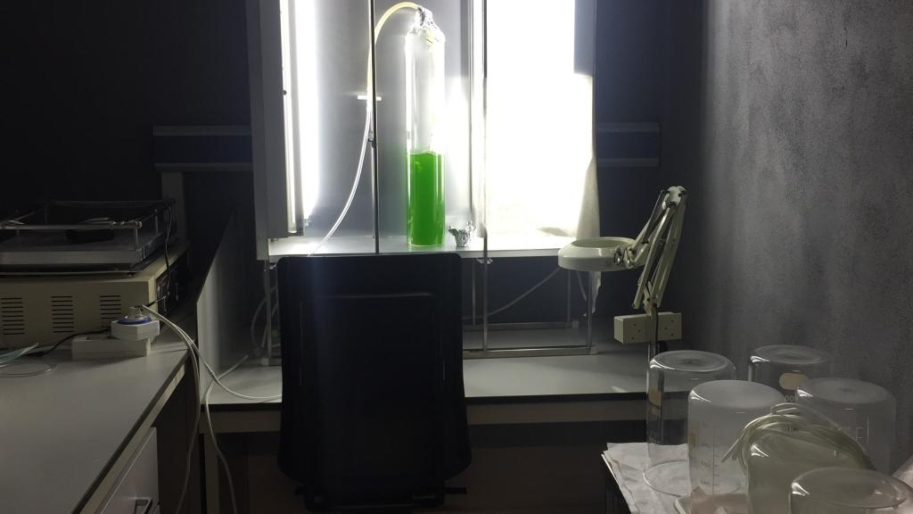 Un alga empleada para medir la toxicidad ambiental.