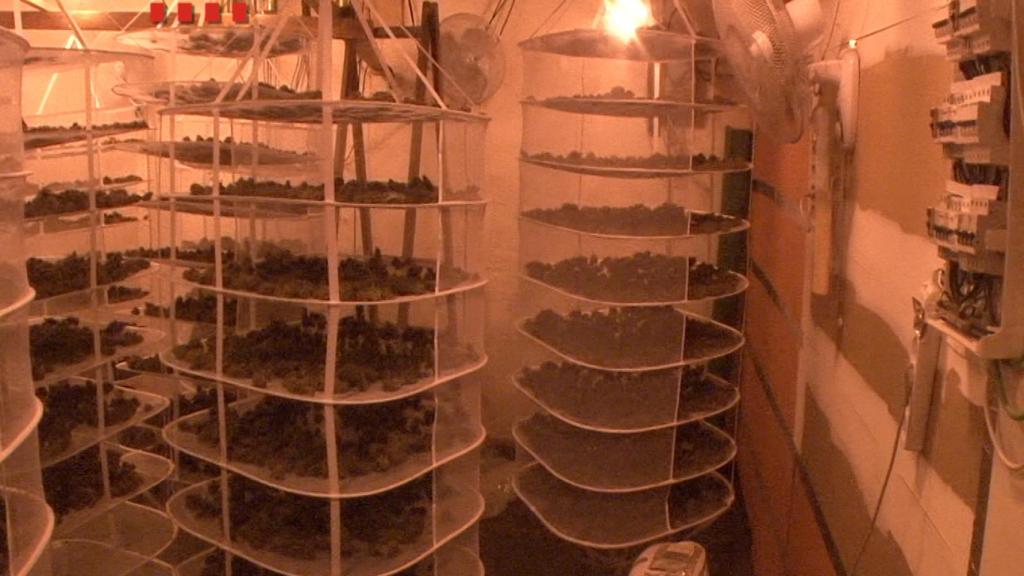 La droga, una vez recogida, secada y pelada, era transportada a Holanda y Reino Unido