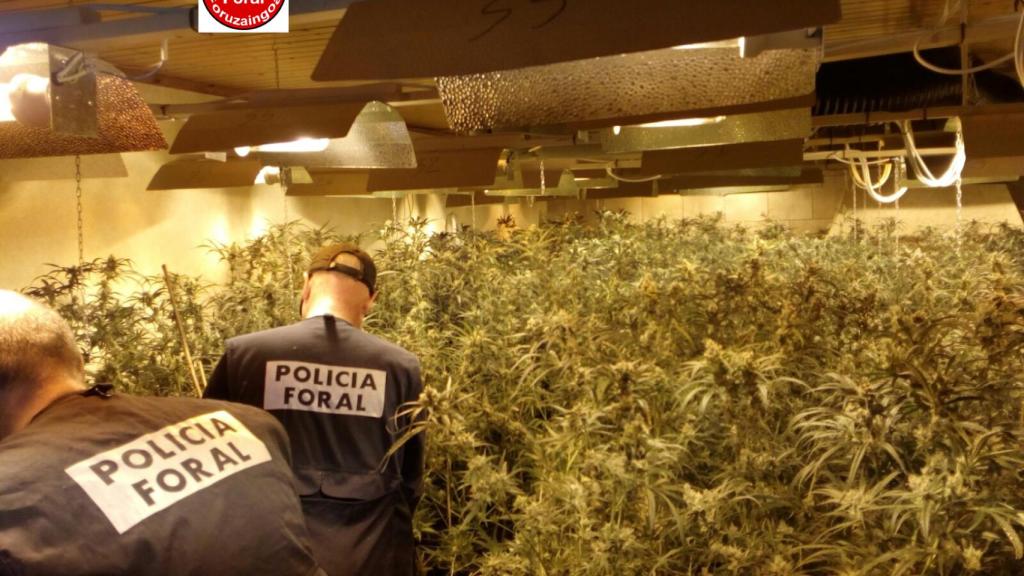 Las plantaciones estaban ubicadas en varias localidades catalanas y una de Navarra