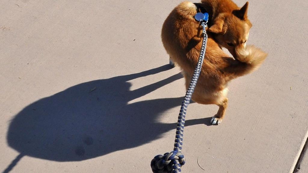 Los perros se huelen el trasero, a ellos y a otros.